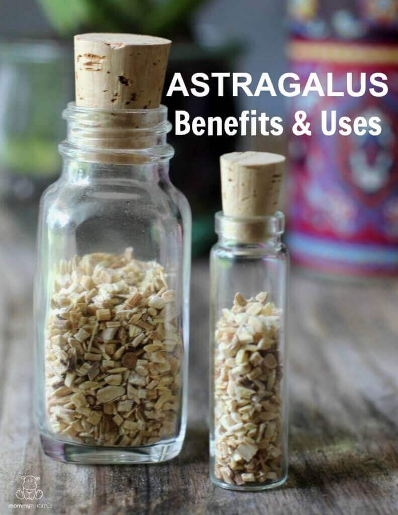 astragalus-uses-benefits